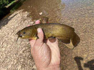 Fishing For Bullhead