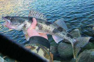 Fishing Sauger