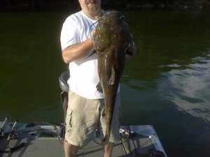 Flathead Catfish