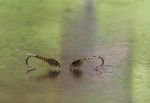 Fly Fish Nymphing