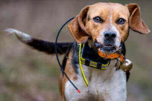 How To Train Your Dog To Track Deer