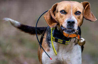 How To Train Your Dog To Track Deer