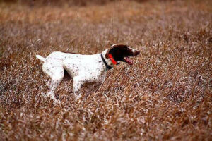 Hunting Dog Training Tips And Tricks