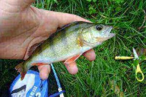 Ideas For Perch Fishing