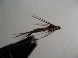 Pheasant Tail Nymph