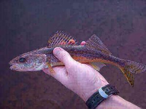 Sauger Fishing