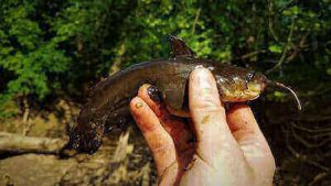 Tips For Bullhead Fishing