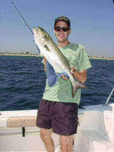 Tricks For Bluefish Fishing