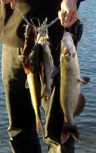 Tricks For Bullhead Fishing