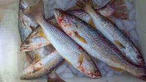 Tricks For Fishing Weakfish