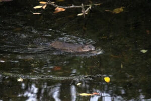 Beaver Hunting