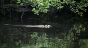 Beaver Hunting Ideas