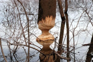 Beaver Hunting Signs