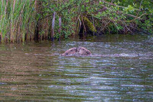 Beaver Hunting Tips