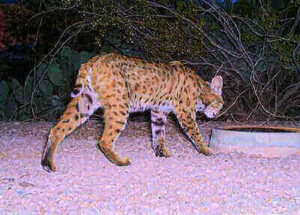 Bobcat Hunting Tricks