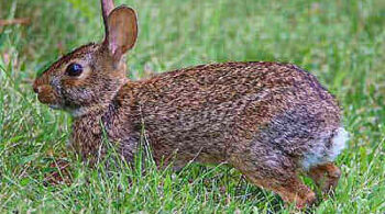 Cottontail Rabbits Hunting Tips