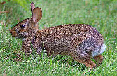 How To Hunt Cottontail Rabbits
