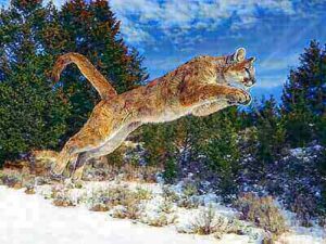 Cougar Hunting Ideas