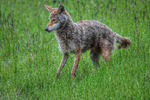 Coyote Hunting Ideas