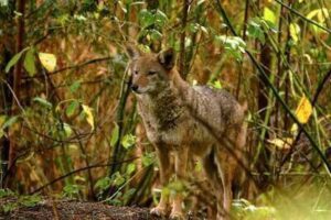 Coyote Hunting Tricks