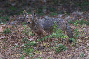 Coyotes Hunting