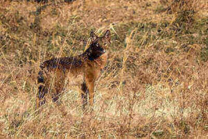 Coyotes Hunting Tips