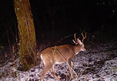 Deer At Night