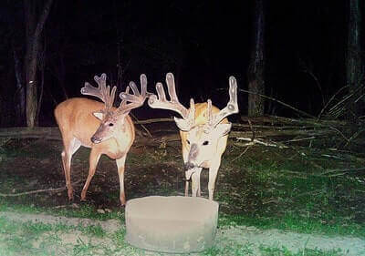 Deer Hunting At Night