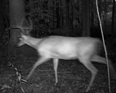 Deer Night Hunting