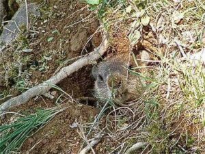 Groundhog Hunting Tricks