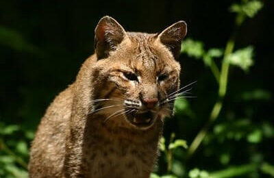 How To Hunt Bobcats