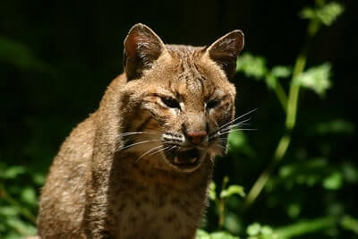 How To Hunt Bobcats