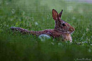 How To Hunt Cottontail Rabbits