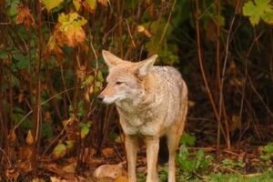 How To Hunt Coyote