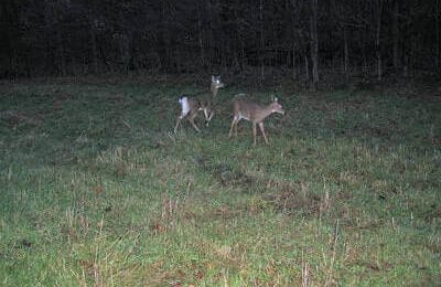 How To Hunt Deer At Night