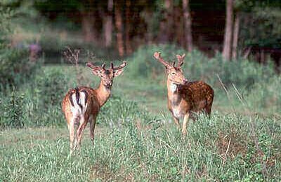 How To Hunt Deer On Public Land