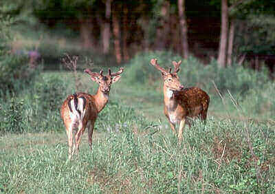 How To Hunt Deer On Public Land