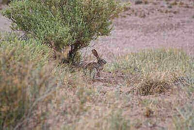 How To Hunt Jackrabbits