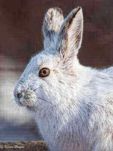 How To Hunt Snowshoe Hares