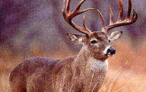 How To Track A Shot Deer