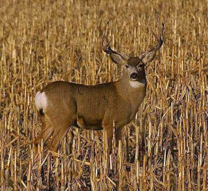 How To Track A Wounded Deer