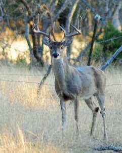 How To Track Deer After The Shot