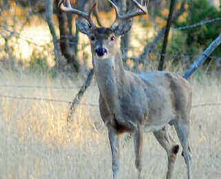 How To Track Deer After The Shot