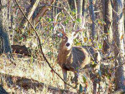 Hunt Deer On Public Land