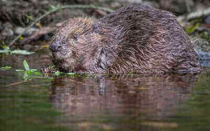 Hunting Beaver Ideas