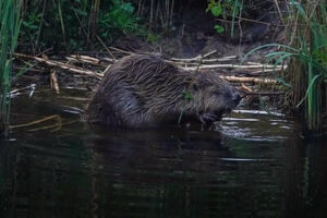 Hunting Beaver Tricks
