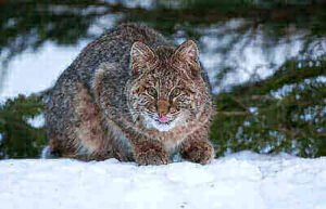 Hunting Bobcat Ideas