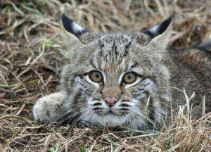 Hunting Bobcats