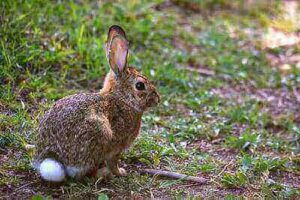 Hunting Cottontail Rabbit Ideas