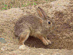 Hunting Cottontail Rabbit Tricks